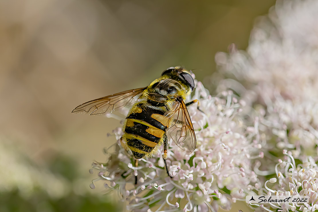 Myathropa florea