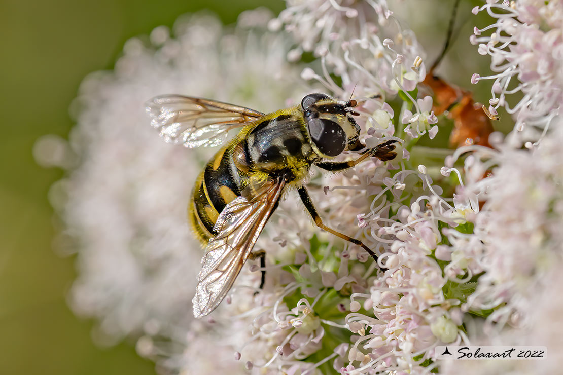 Myathropa florea