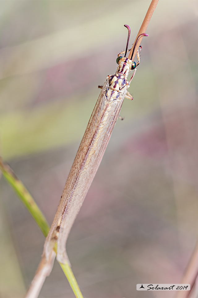 Myrmecaelurus trigrammus