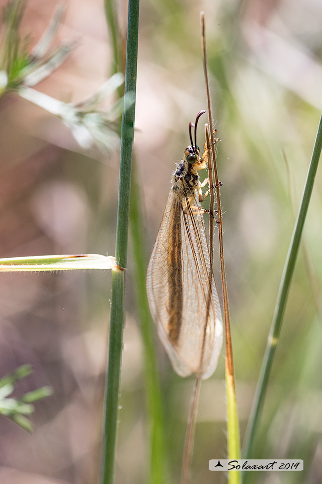 Myrmecaelurus trigrammus