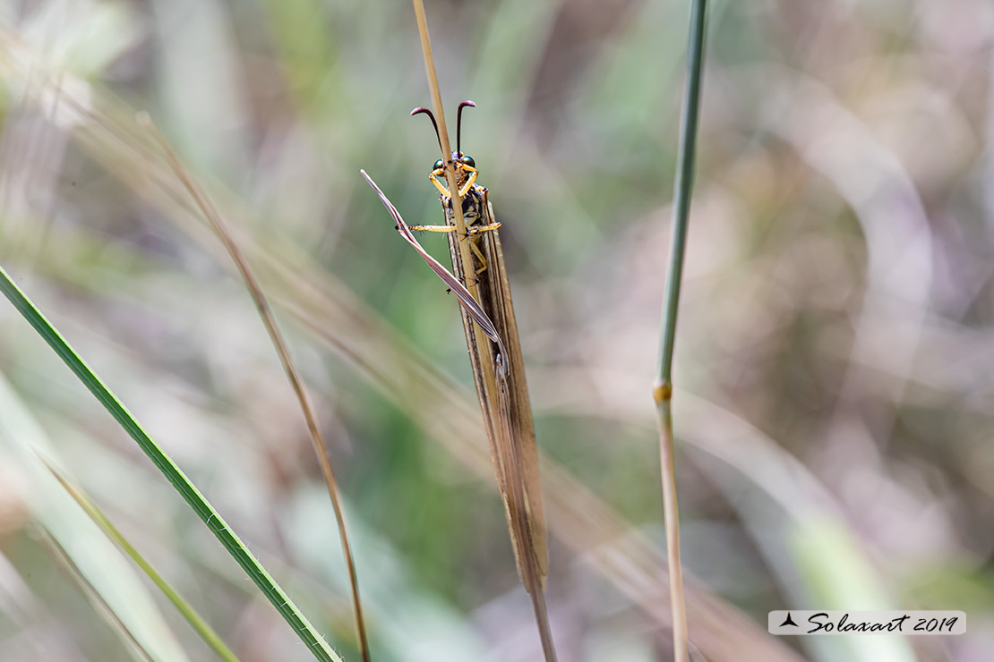 Myrmecaelurus trigrammus