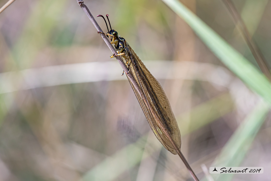 Myrmecaelurus trigrammus