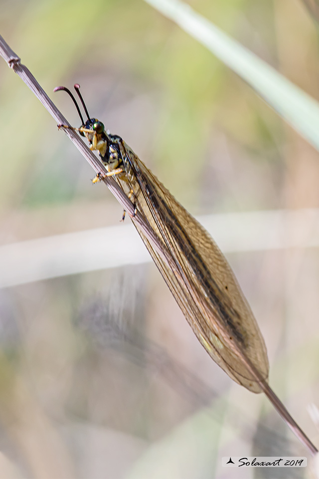 Myrmecaelurus trigrammus