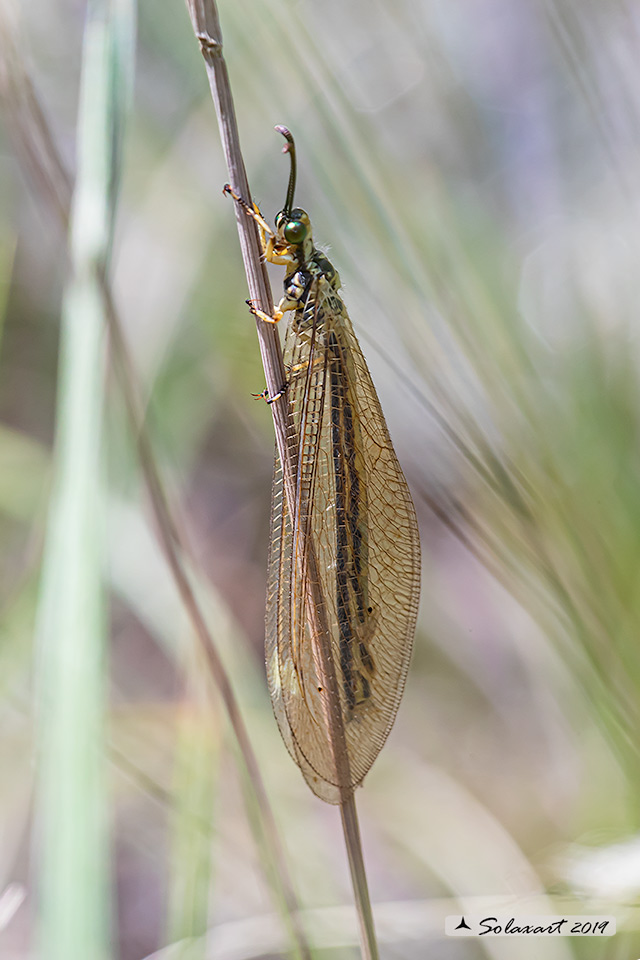 Myrmecaelurus trigrammus