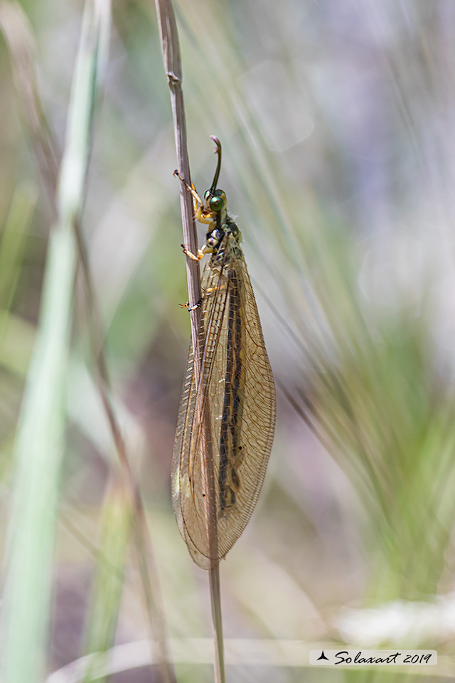 Myrmecaelurus trigrammus
