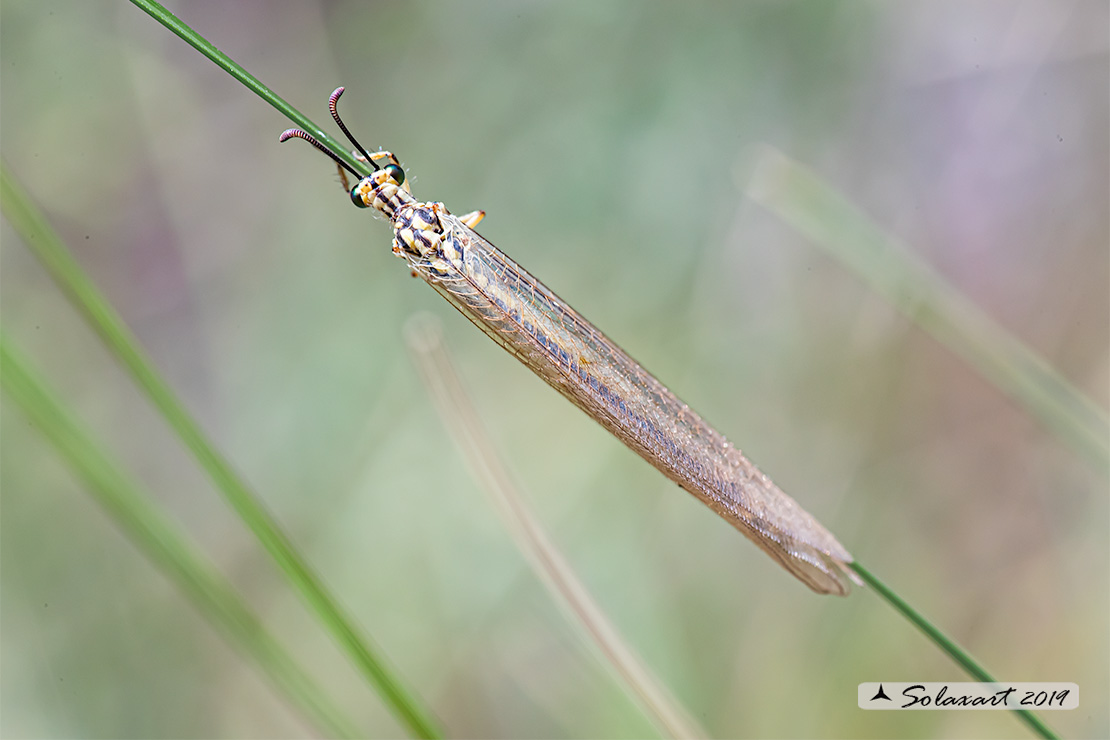 Myrmecaelurus trigrammus