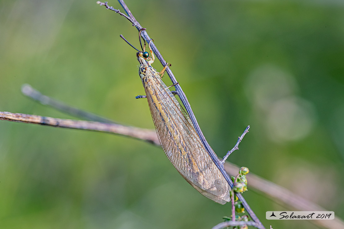 Myrmecaelurus trigrammus