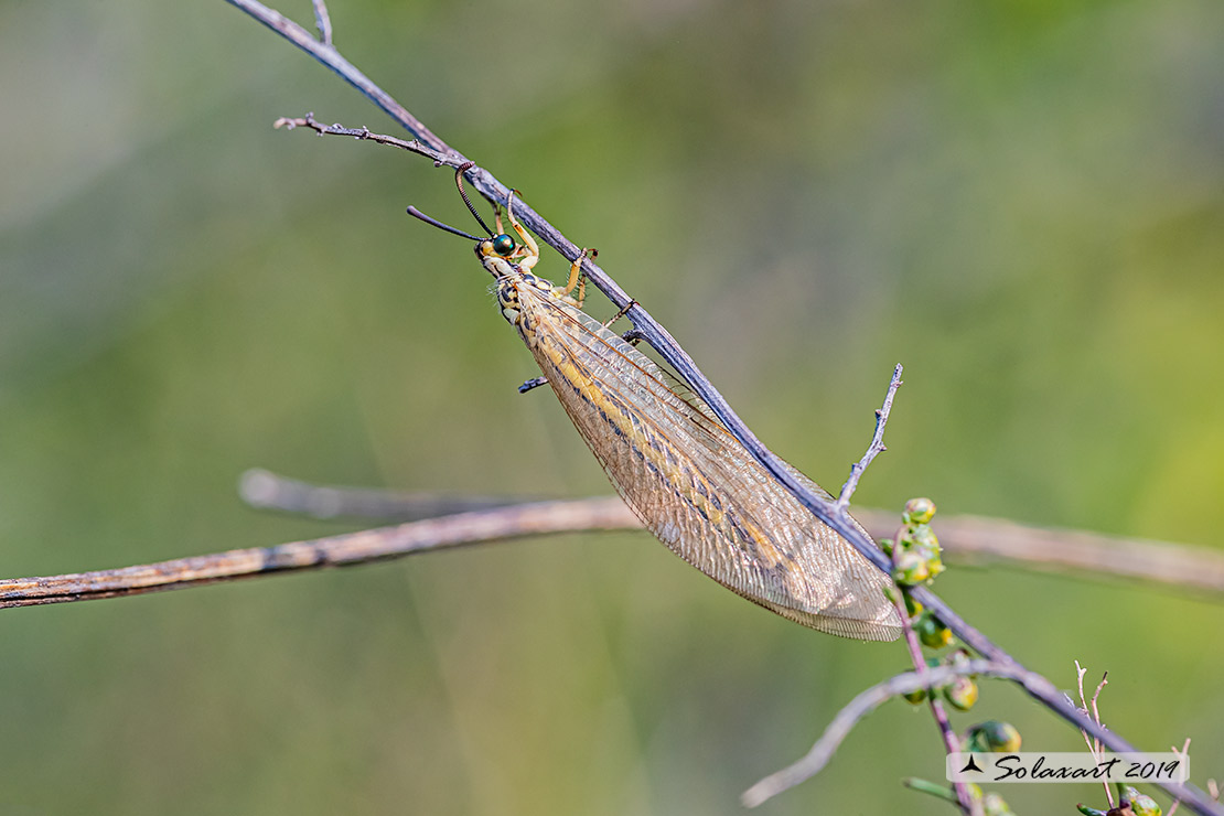 Myrmecaelurus trigrammus