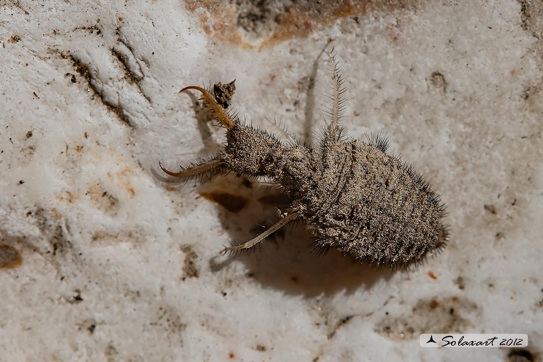 Myrmeleon formicarius - Formicaleone 