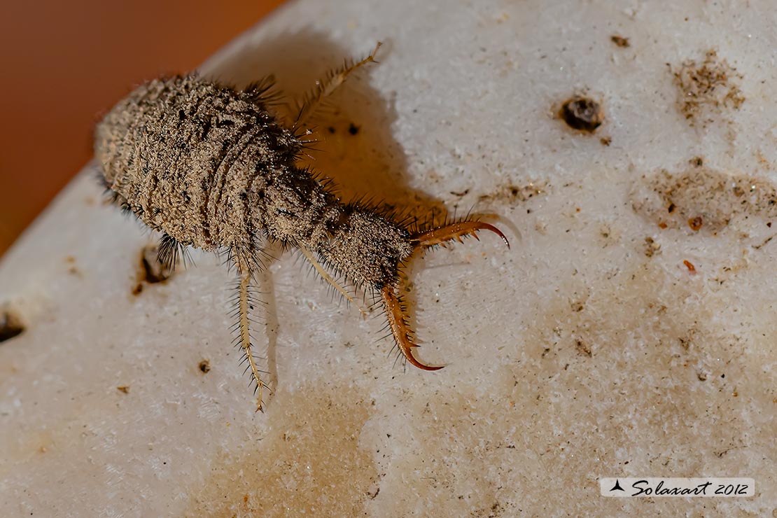 Myrmeleon formicarius - Formicaleone 