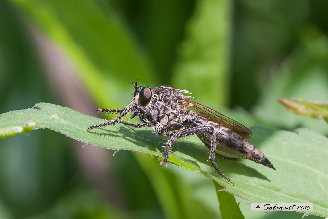 Famiglia: Asilidae; Specie: Neoitamus cyanurus - femmina