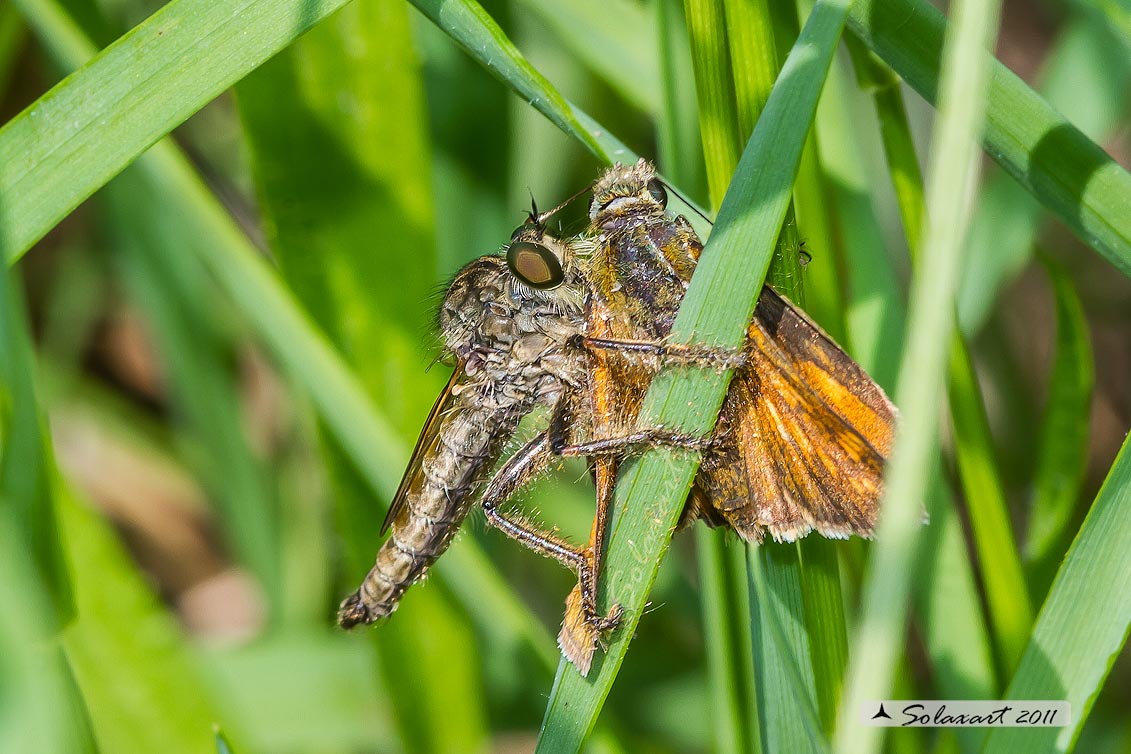 Neoitamus cyanurus maschio 