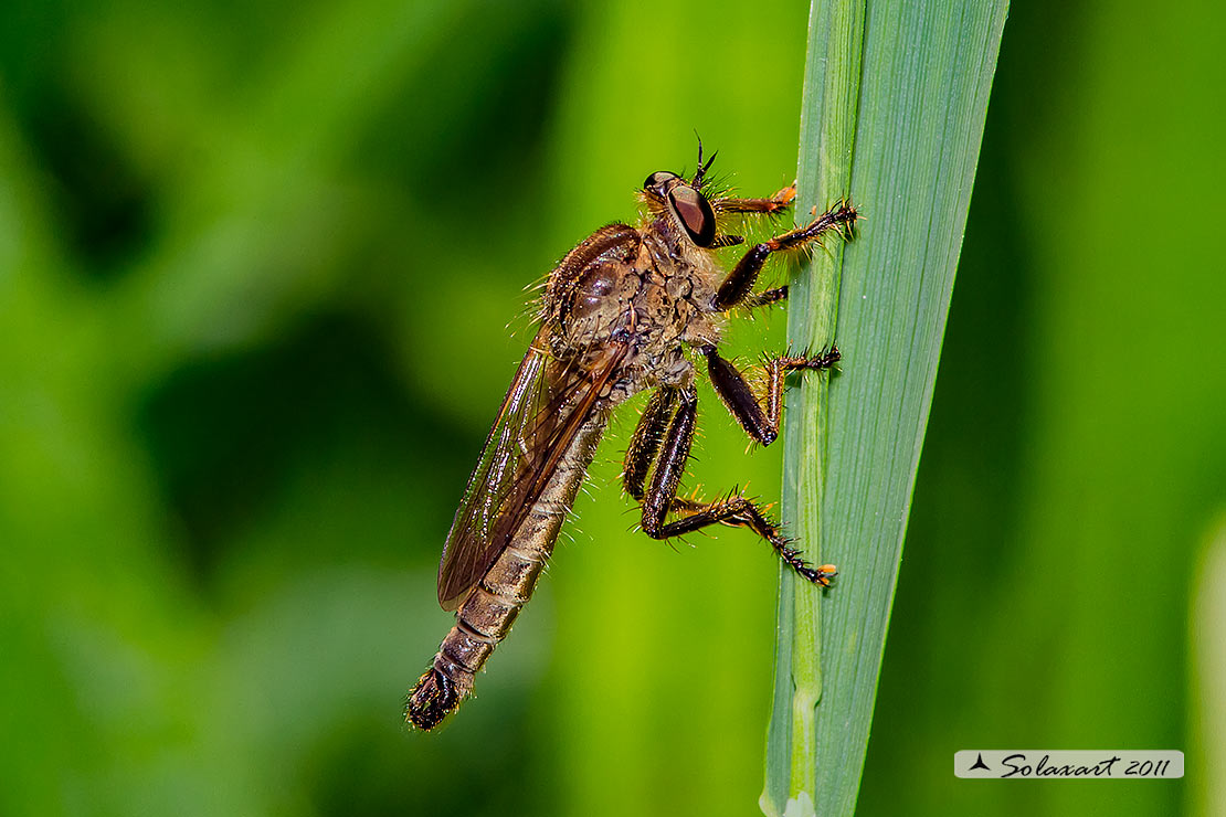 Neoitamus cyanurus