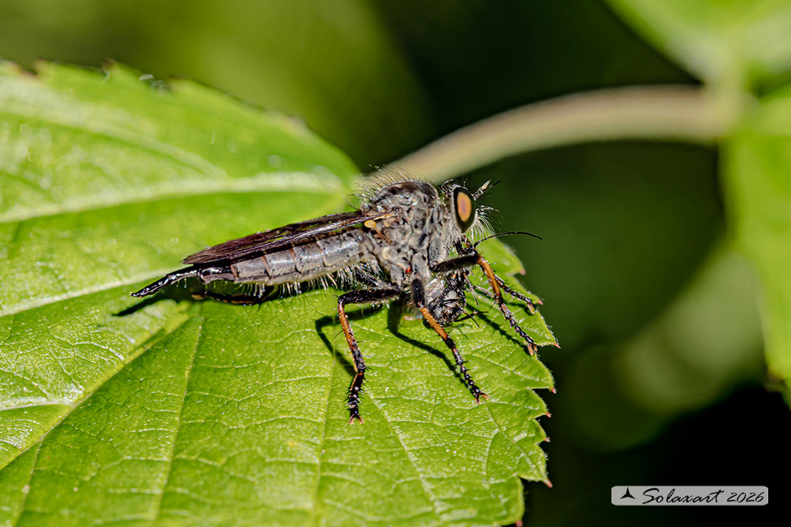 Famiglia: Asilidae; Specie: Neoitamus cyanurus - femmina