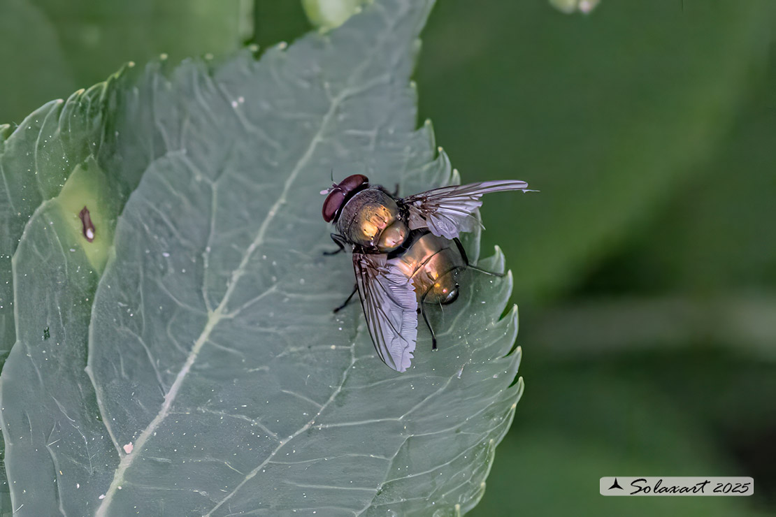 Neomyia cornicina