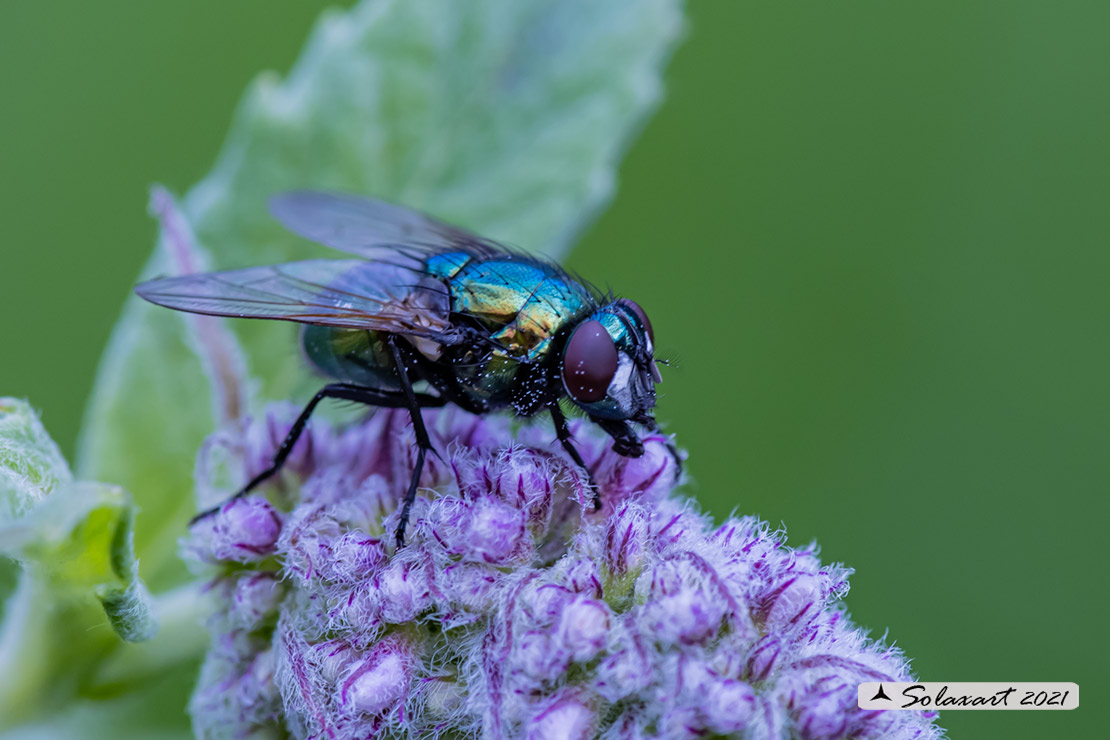 Neomyia cornicina