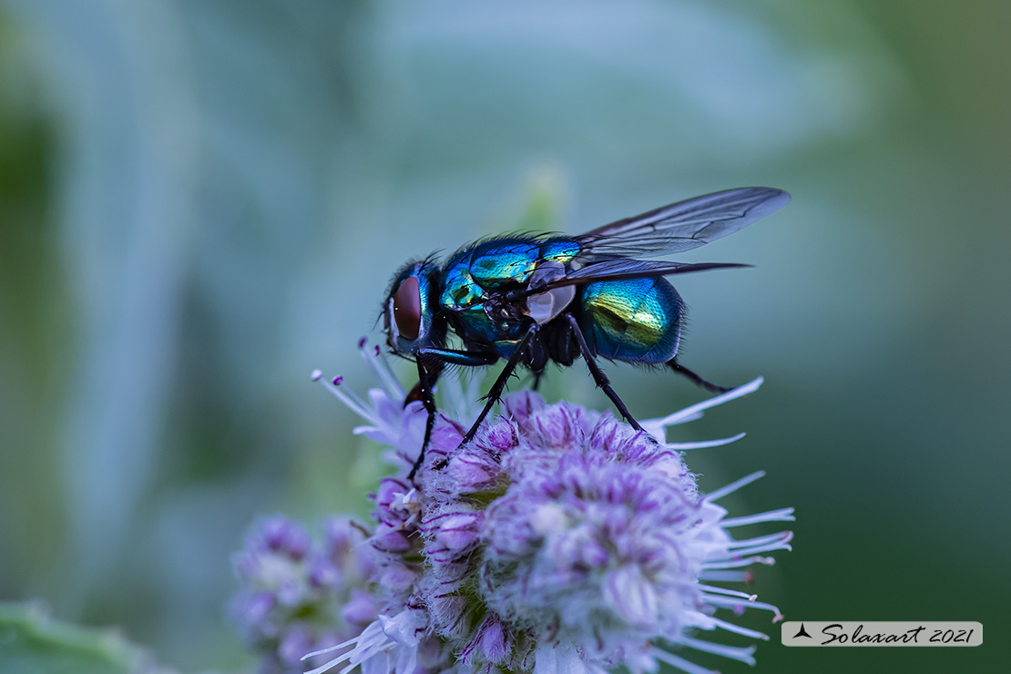 Neomyia cornicina