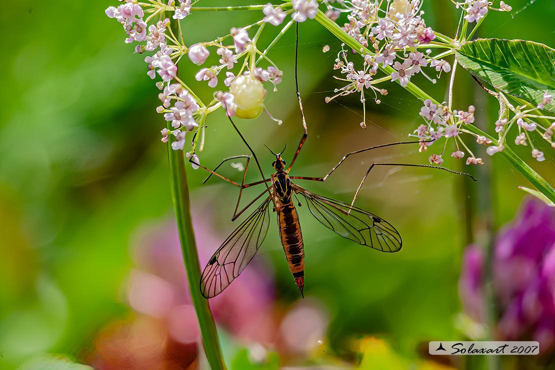 Nephrotoma appendiculata: Spotted Cranefly