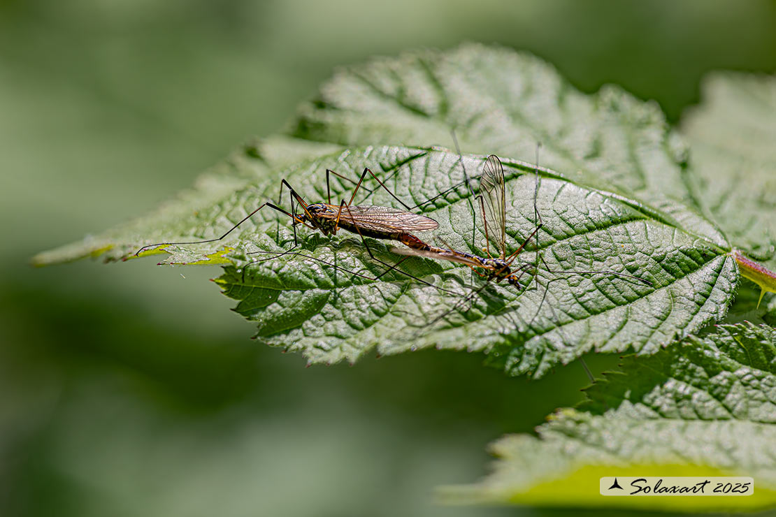 Nephrotoma appendiculata: Spotted Cranefly