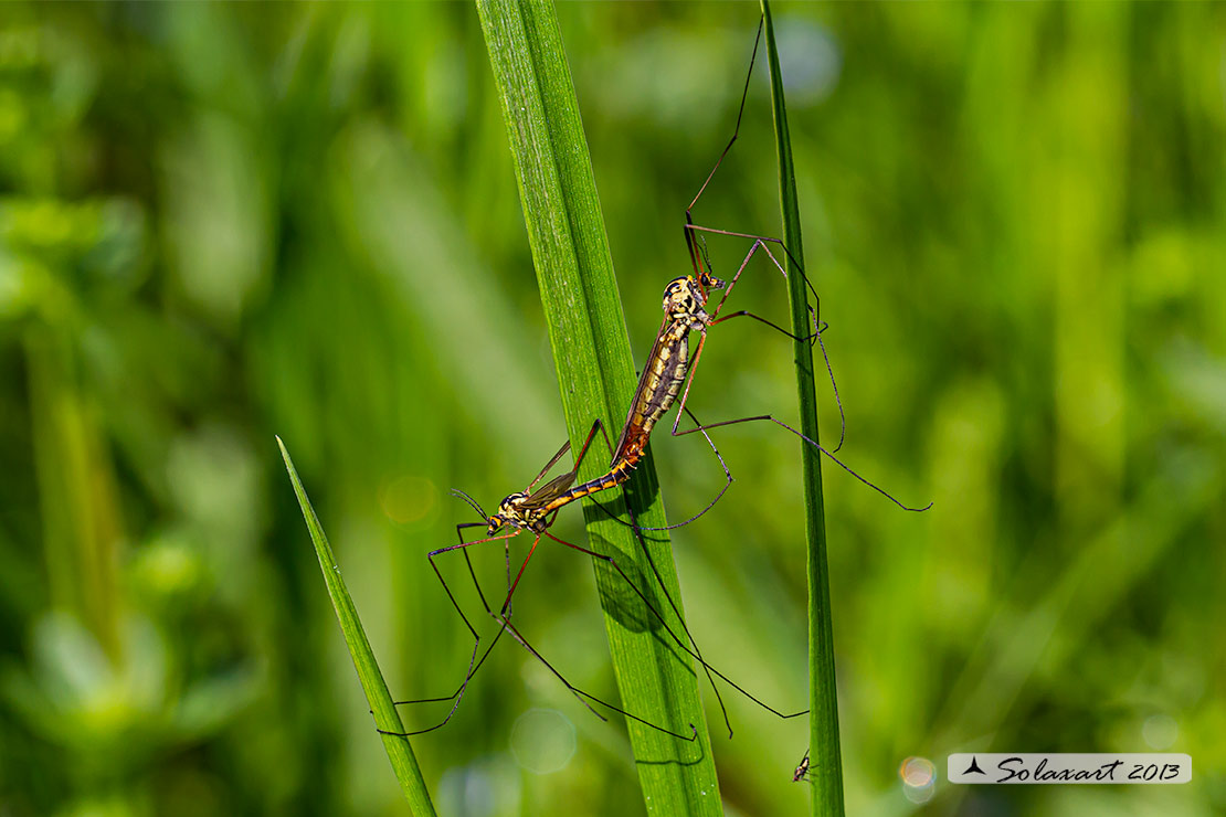 Nephrotoma flavipalpis: Tiger Cranefly