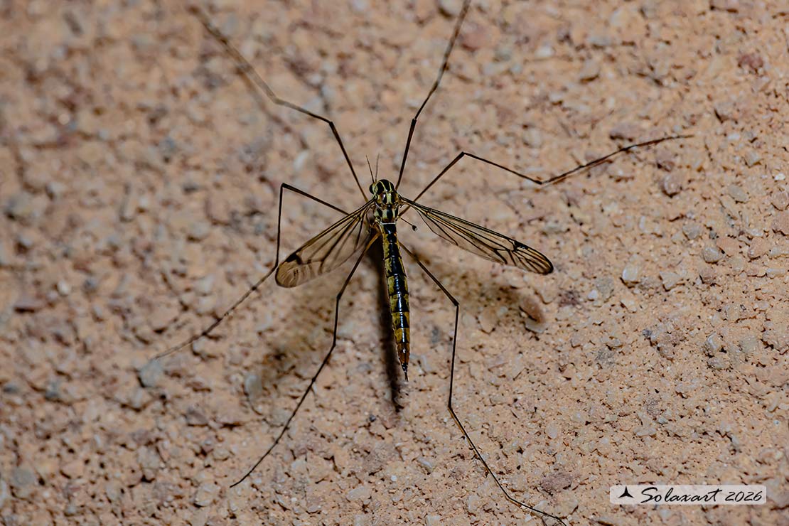 Nephrotoma flavipalpis: Tiger Cranefly