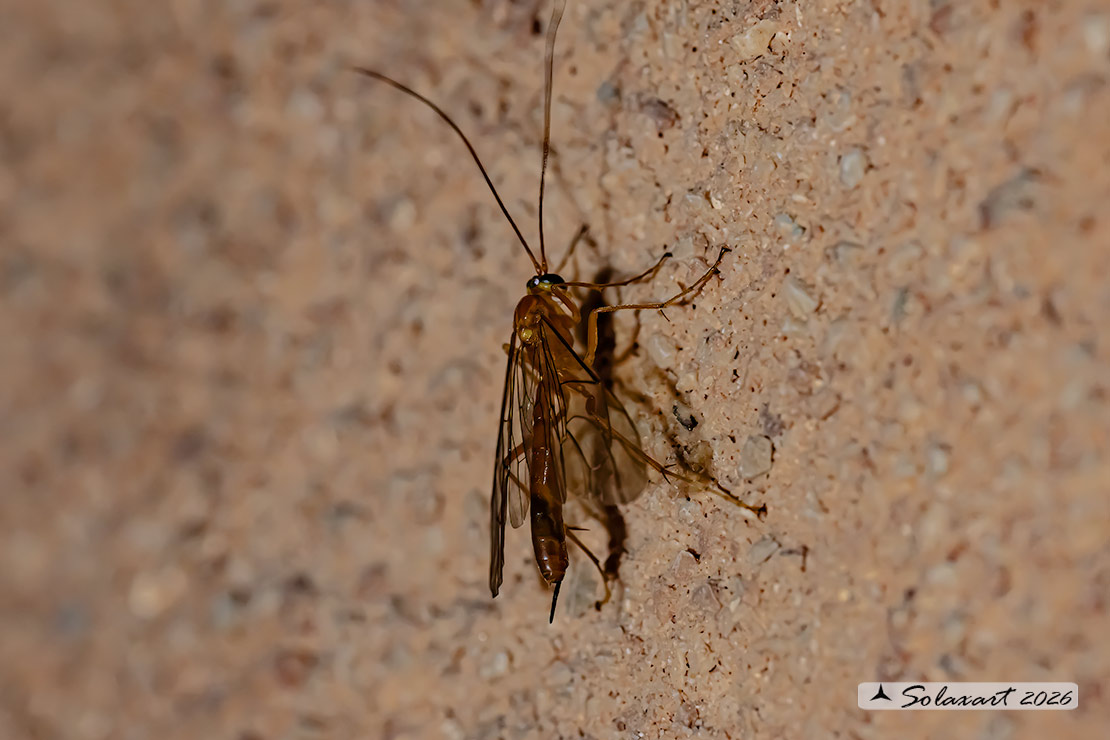 Netelia sp