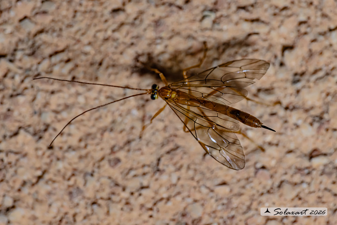 Netelia sp