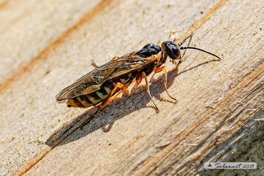 Neurotoma nemoralis