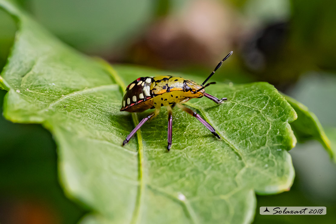 Nezara viridula