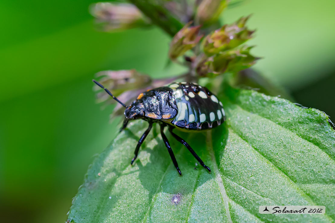 Nezara viridula