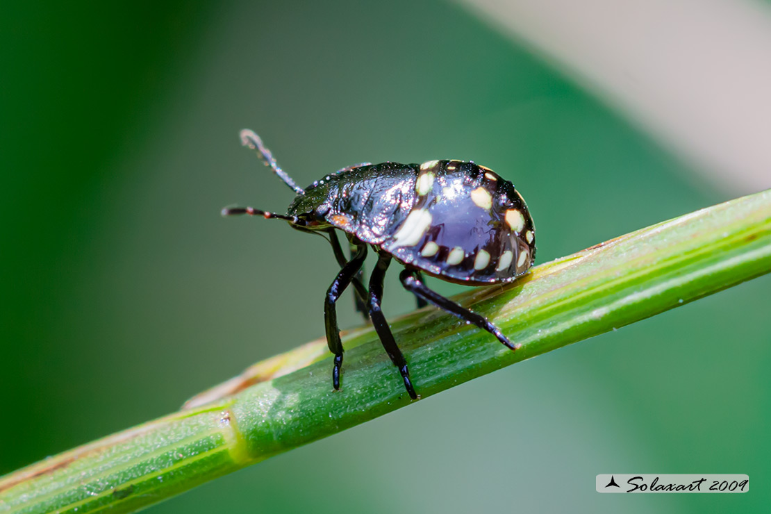 Nezara viridula