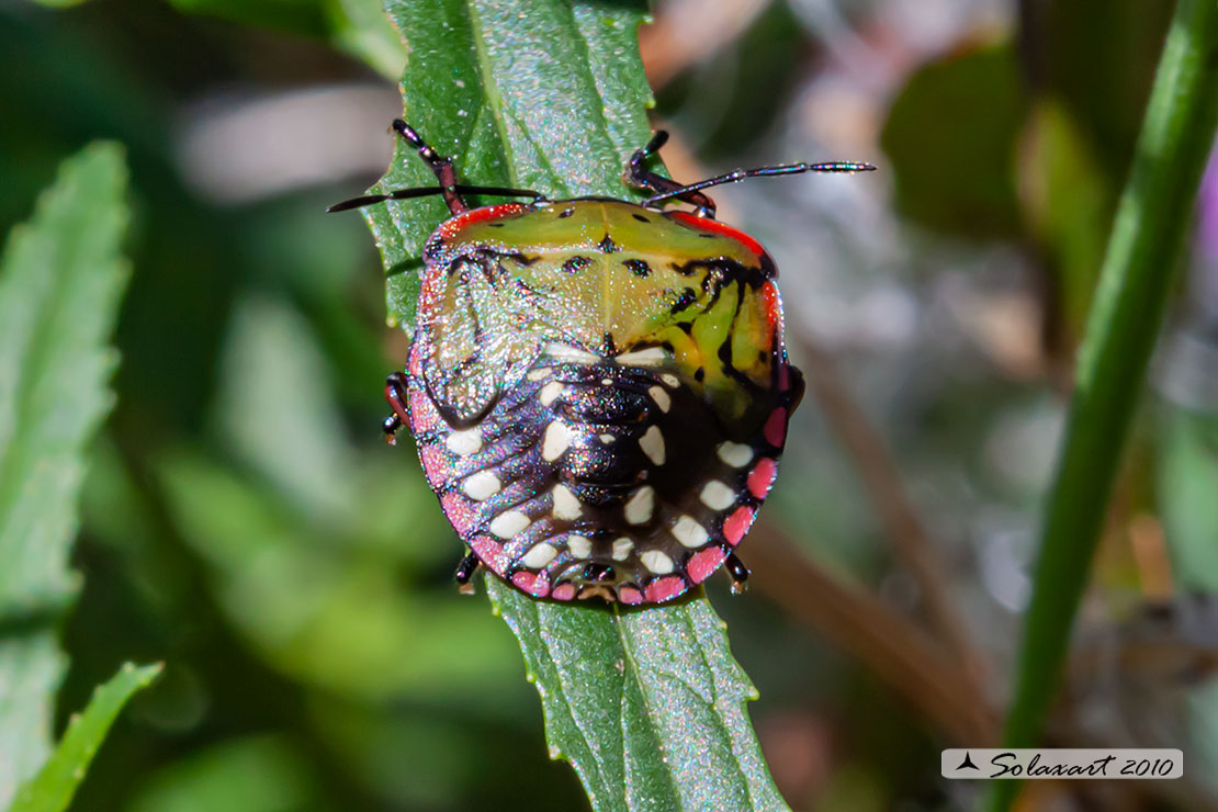 Nezara viridula