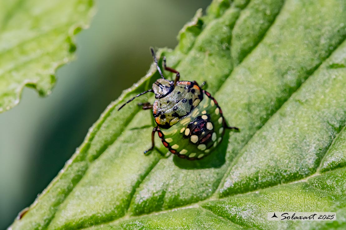 Nezara viridula