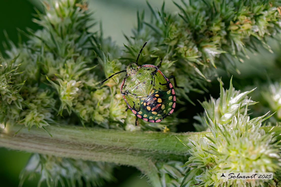 Nezara viridula