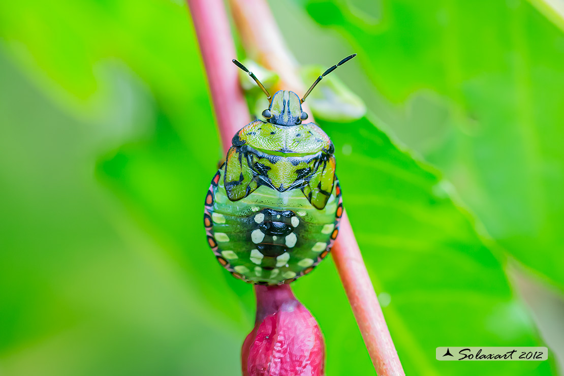 Nezara viridula