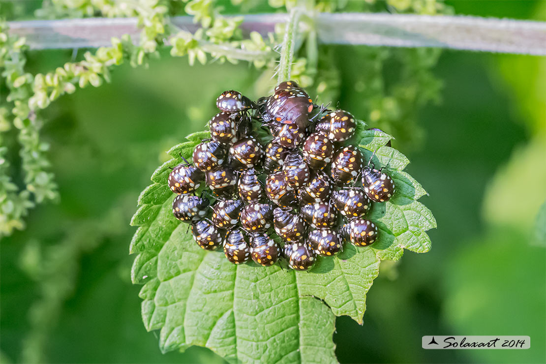 Nezara viridula