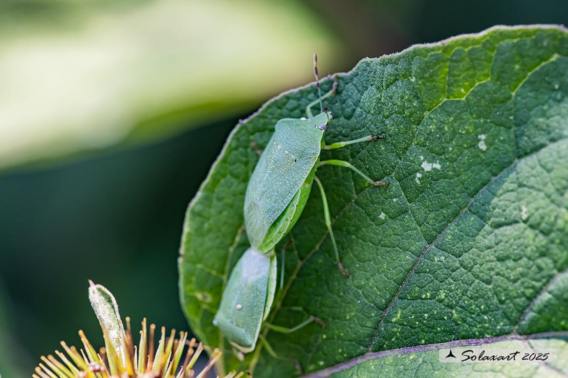 Nezara viridula