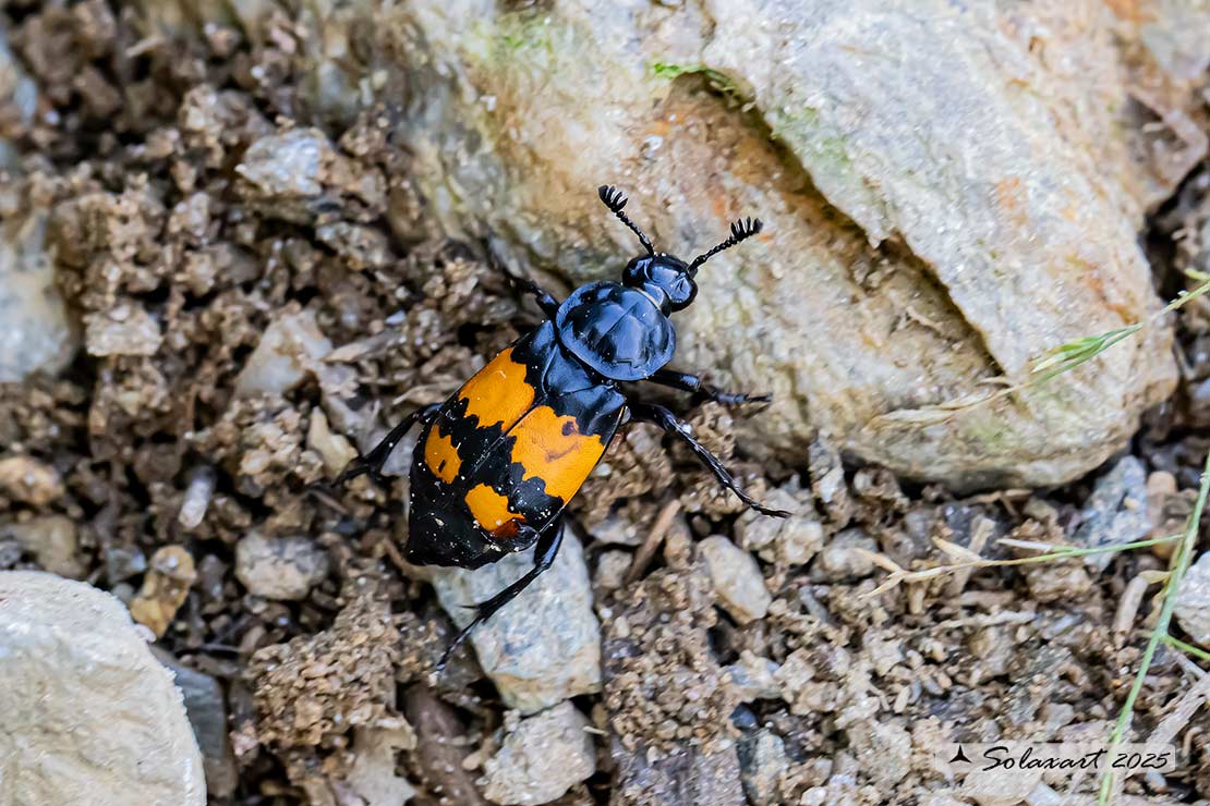 Nicrophorus vespillo