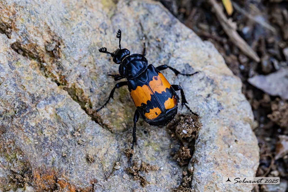 Nicrophorus vespillo