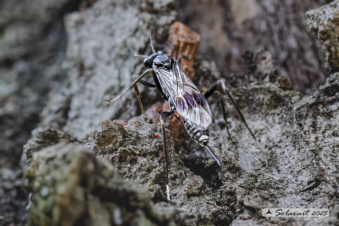 Nippocryptus vittatorius