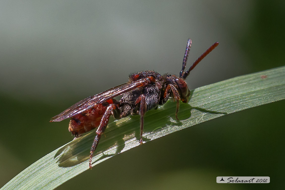 Nomada sp - Red Cuckoo Bee 