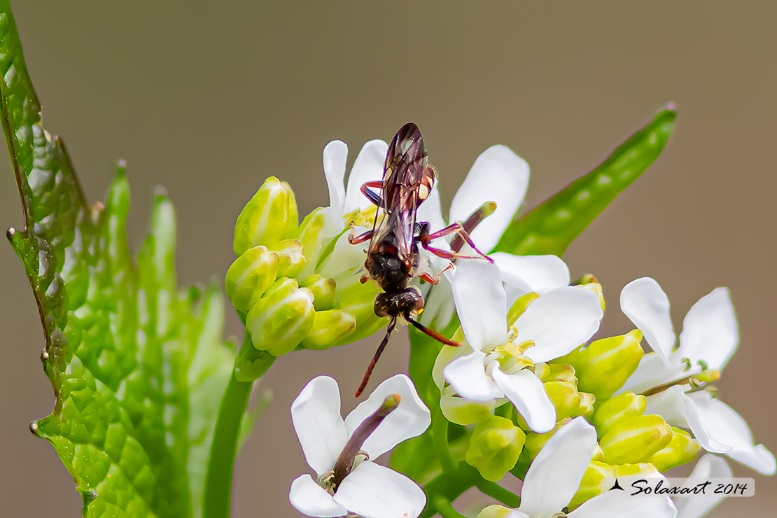 Nomada sp - Red Cuckoo Bee 