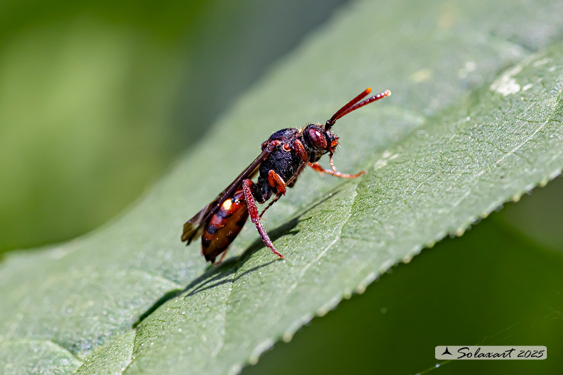 Nomada moeschleri - Red Cuckoo Bee 