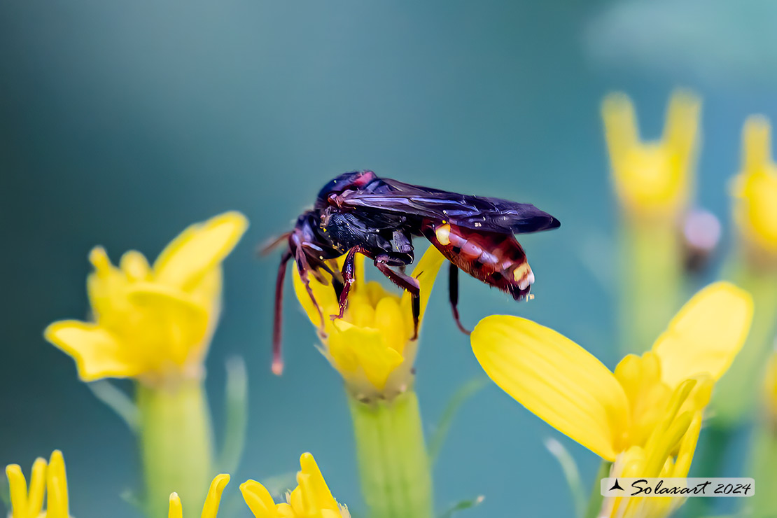 Nomada ruficornis - Fork-jawed nomad-bee