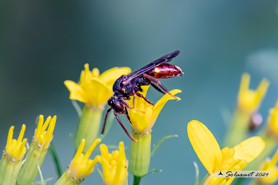 Nomada ruficornis - Fork-jawed nomad-bee