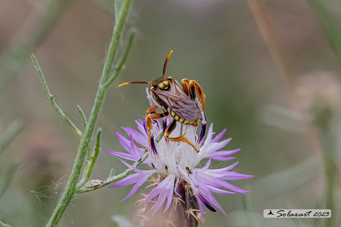 Nomada succincta - yellow-legged nomad-bee
