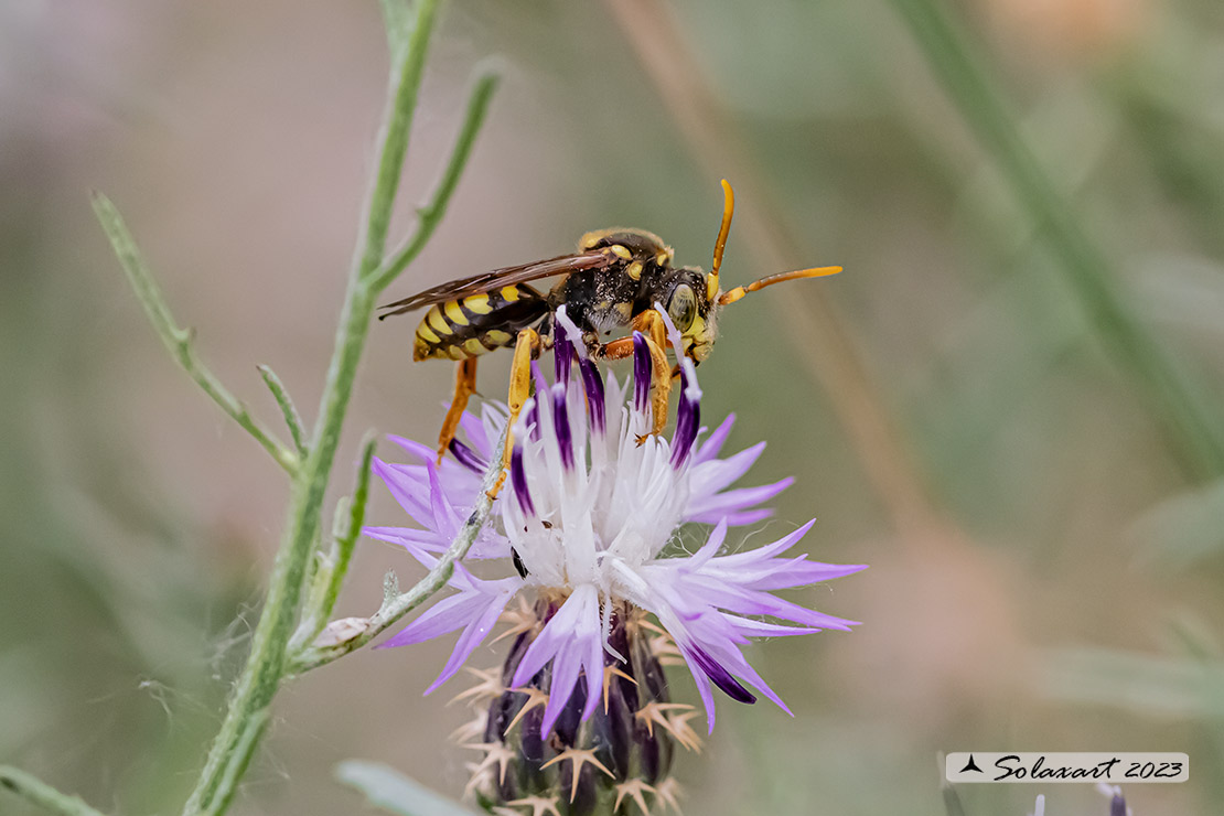 Nomada succincta -  yellow-legged nomad-bee 