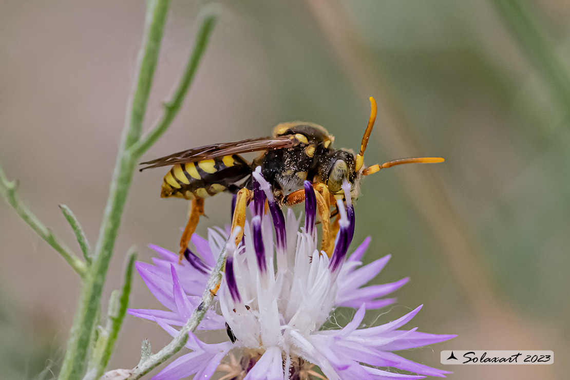 Nomada succincta -  yellow-legged nomad-bee 