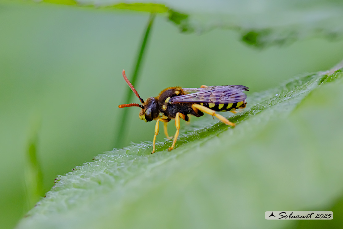 Nomada succincta - yellow-legged nomad-bee