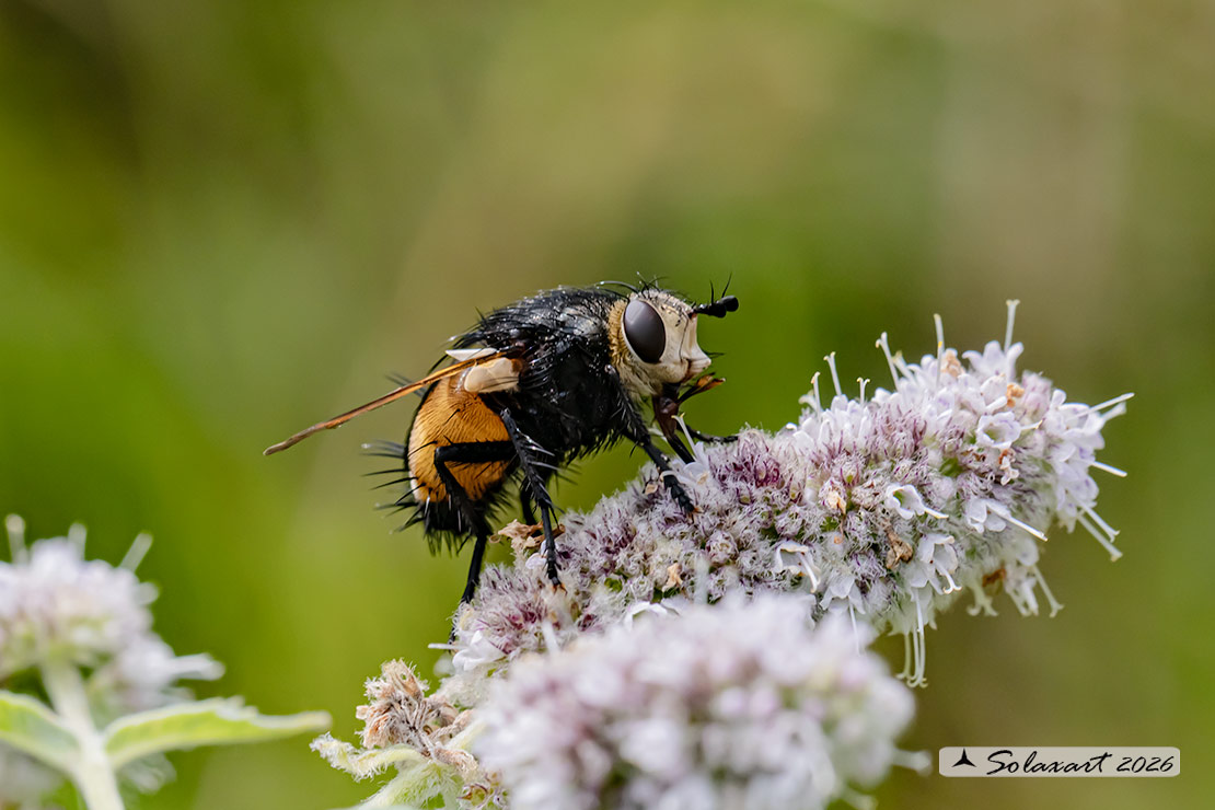 Nowickia ferox